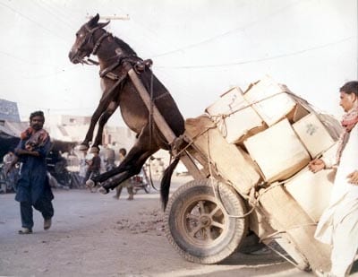 donkey up in air - supply chain funnies