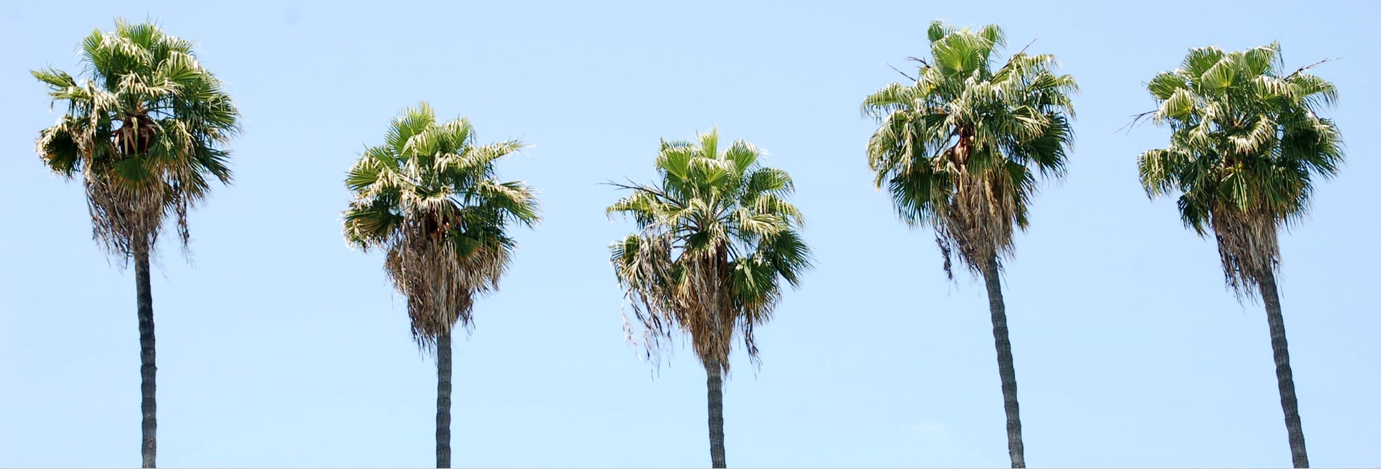 California Fulfillment Center - Palm Trees